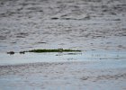 Krombekstrandloper (Curlew sandpiper) (Calidris ferruginea) - Ogii Nuur 14-08-2016 (3)